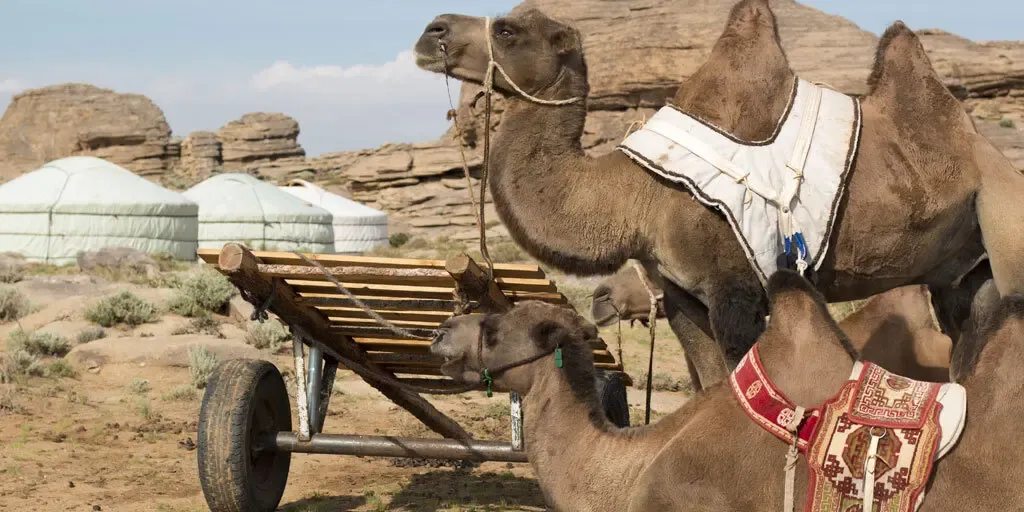 Unforgettable_Journeys_zwei_Kamele.Bild@UnforgettableJourneys.slider