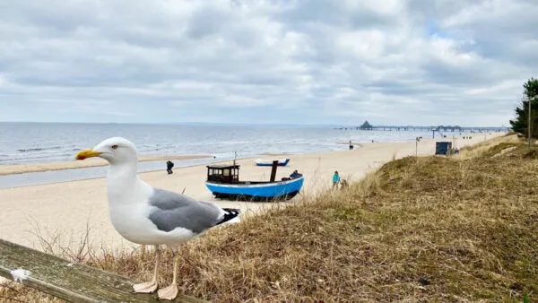 Usedom-Moewe-Schiff-Seebruecke Foto: © Andrea Fischer, Trips4Kids.de /Trips4me.de