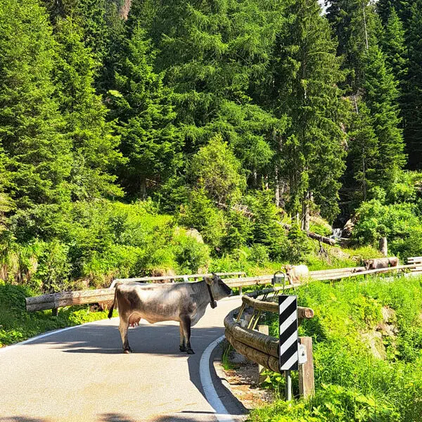 Valsugana - Kuh auf Bergstrasse Bild: A.Schmelter