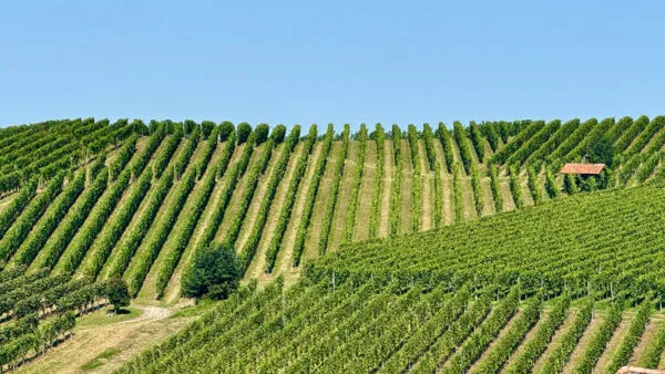 Weinberge-Schlossberg-Renchtal-Oberkirch