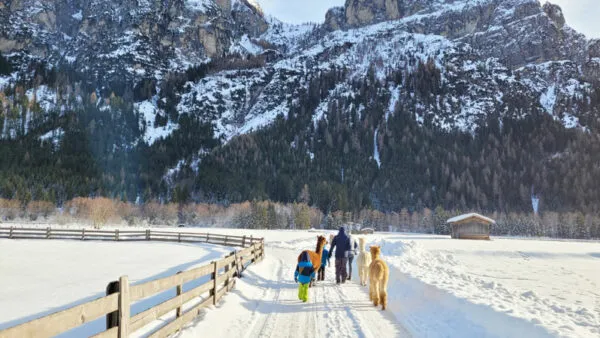 Winterwelt-mit-Lama-Wanderung
