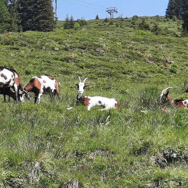 Ziegen-auf-Wiese, Vorarlberg Foto: © Nadine Sorgenfrei, Trips4Kids.de