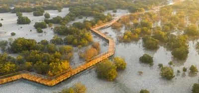 Abu Dhabi - Jubail Mangroves
