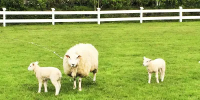 Sylt hat eine 40 Kilometer lange Sandkiste für Kids und im Herzen der Insel ein wunderbares Hotel, das wir Familien wärmstens empfehlen: Die Großen schlemmen und träumen im Spa, die Kleinen sind herzlich willkommen und haben ein tolles Programm ….