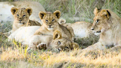 Gondwana junge Loewen