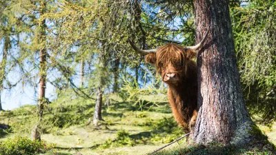 Kesselgrub Lackenkogel