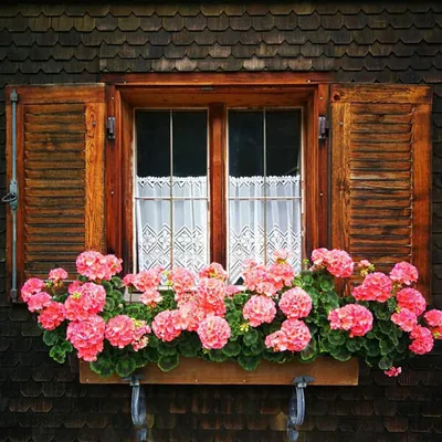 Montafoner_Hausweg_Fenster.Bild.N.Sorgenfrei.1 Montafoner Hausweg Fenster mit Geranien