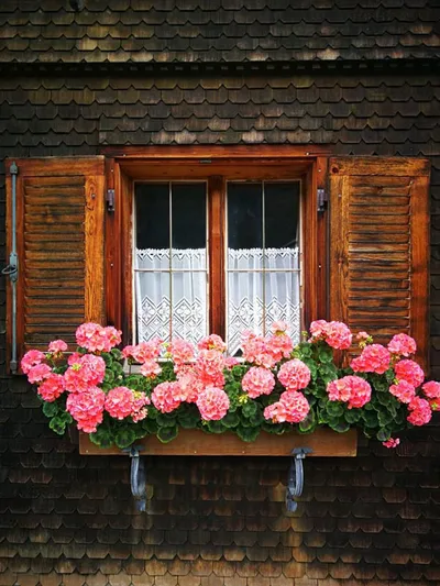 Montafoner Hausweg Fenster mit Geranien