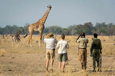 Robin Pope Safaris Erlebnisse Sambia - Giraffen Bild: Diamonde PR