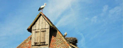 Stoerche-auf-dem-Dach-Photo-4-Ecomuse-dAlsace