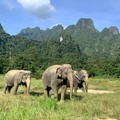 Elephant-Hills,-3-Elefanten Foto: © Andrea Fischer