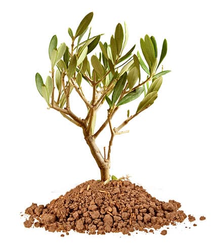 taxus robusta Taxus bac. 'Fastigiata Robusta' (Hedging) – Majestic Trees main image 0