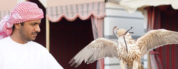Abu Dhabi - Wuestensafari Falke im Wuestencamp Bild: Laura Geyer