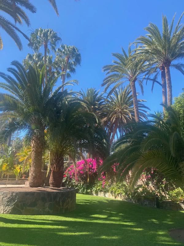 Seaside Palm Beach Hotel - Palmen im Garten Bild. Trips4kids.de