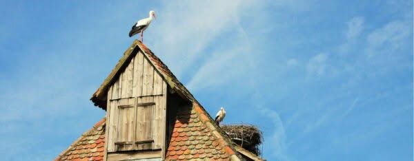 Stoerche-auf-dem-Dach-Photo-4-Ecomuse-dAlsace